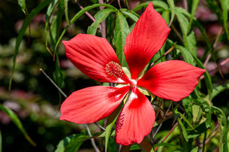 The crimson scarlet rosemallow flowers are splendid and beautiful.の写真素材