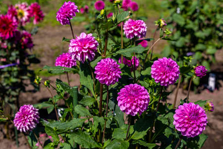 Beautiful pink dahlia flowers in the garden blooming in autumn.の写真素材