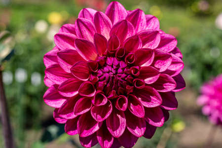 Beautiful pink dahlia flowers in the garden blooming in autumn.の写真素材