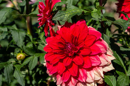 Beautiful red dahlia flowers in the garden blooming in autumn.の写真素材