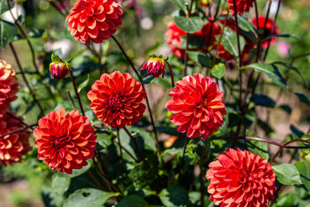 Beautiful orange dahlia flowers in the garden blooming in autumn.の写真素材