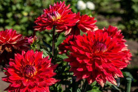 Beautiful red dahlia flowers in the garden blooming in autumn.の写真素材