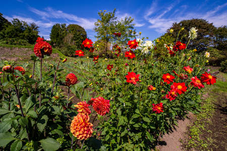 Beautiful red dahlia flowers in the garden blooming in autumn.の写真素材