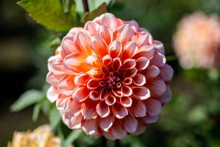 Beautiful orange dahlia flowers in the garden blooming in autumn.の写真素材