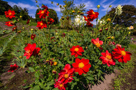 Beautiful red dahlia flowers in the garden blooming in autumn.の写真素材