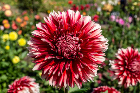 Beautiful red dahlia flowers in the garden blooming in autumn.の写真素材