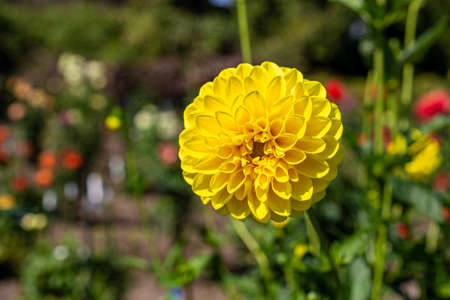 Beautiful yellow dahlia flowers in the garden blooming in autumn.の写真素材