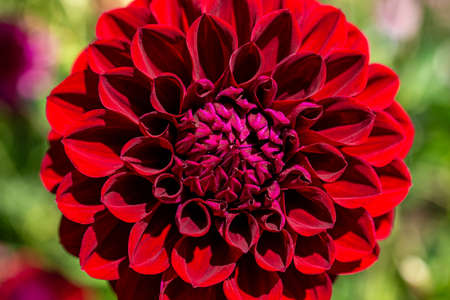 Beautiful red dahlia flowers in the garden blooming in autumn.の写真素材