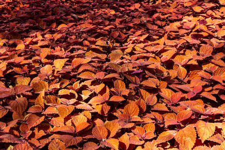 The picture of the beautiful coleus leaves.の写真素材