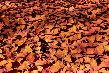The picture of the beautiful coleus leaves.の写真素材