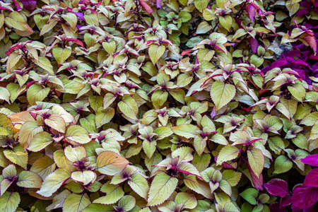 The picture of the beautiful coleus leaves.の写真素材