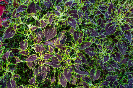 The picture of the beautiful coleus leaves.の写真素材