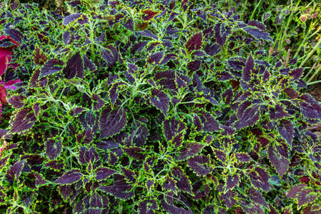 The picture of the beautiful coleus leaves.の写真素材