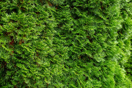 Beautiful japanese cypress leaf in the garden.の写真素材