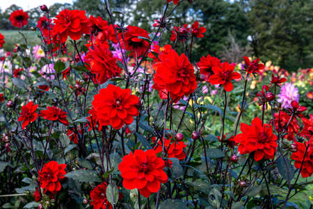 Beautiful red dahlia flowers in the garden blooming in autumn.の写真素材