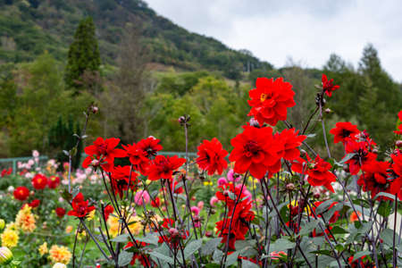 Beautiful red dahlia flowers in the garden blooming in autumn.の写真素材