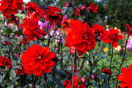 Beautiful red dahlia flowers in the garden blooming in autumn.の写真素材