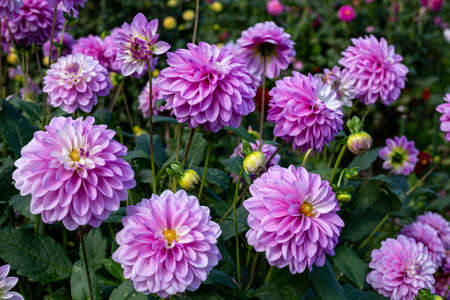 Beautiful purple dahlia flowers in the garden blooming in autumn.の写真素材