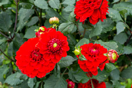 Beautiful red dahlia flowers in the garden blooming in autumn.の写真素材