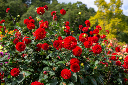 Beautiful red dahlia flowers in the garden blooming in autumn.の写真素材