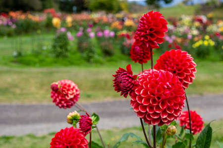 Beautiful red dahlia flowers in the garden blooming in autumn.の写真素材