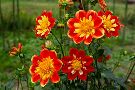 Beautiful red dahlia flowers in the garden blooming in autumn.の写真素材