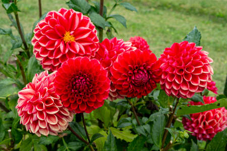 Beautiful red dahlia flowers in the garden blooming in autumn.の写真素材