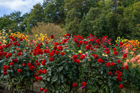 Beautiful red dahlia flowers in the garden blooming in autumn.の写真素材