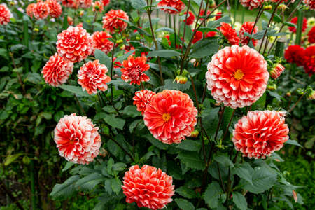Beautiful red dahlia flowers in the garden blooming in autumn.の写真素材