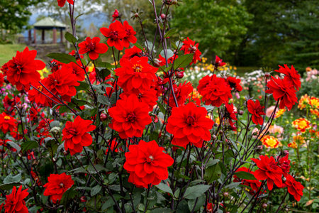 Beautiful red dahlia flowers in the garden blooming in autumn.の写真素材