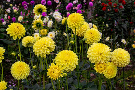Beautiful yellow dahlia flowers in the garden blooming in autumn.の写真素材