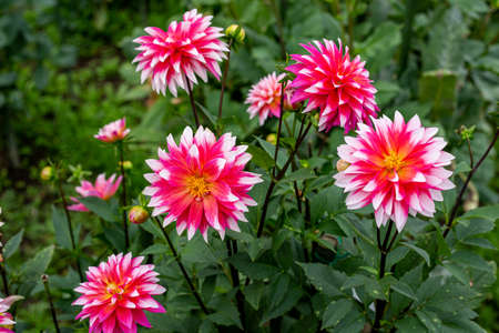 Beautiful red dahlia flowers in the garden blooming in autumn.の写真素材