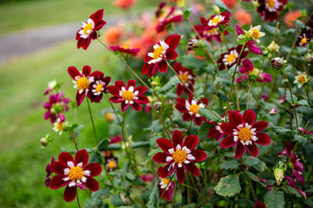 Beautiful red dahlia flowers in the garden blooming in autumn.の写真素材