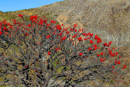 Beautiful red rowan berries in the autumn mountains.の写真素材