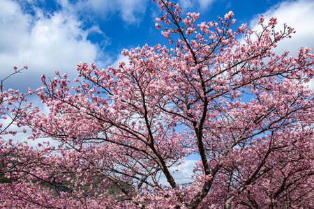 Beautiful Kawazu cherry blossoms in early spring in Japan.