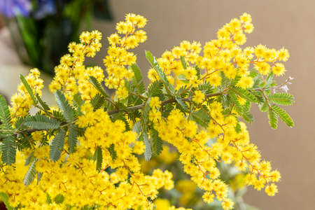 Pretty mimosa flowers through the window.の写真素材