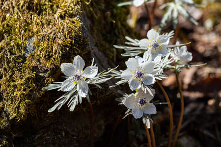 The eranthis pinnatifida of pretty flowers that bloom in early spring is beautiful.
