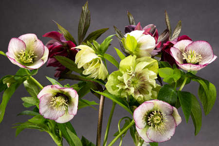 Beautiful hellebore blooming in early spring.の写真素材