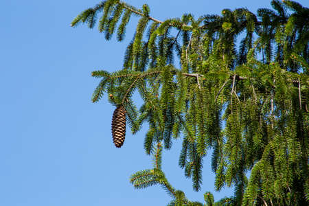 Norway spruce with many thin branches in spring.