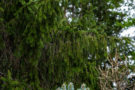 Norway spruce with many thin branches in spring.