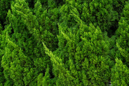 Beautiful japanese cypress leaf in the forest.