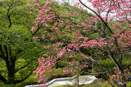 Beautiful dogwood flower in the Japanese forest park.の写真素材