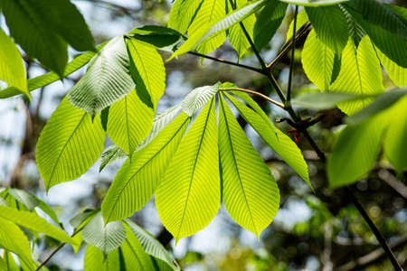 The leaves of the Japanese horse chestnut tree are very beautiful when exposed to the sunlight.