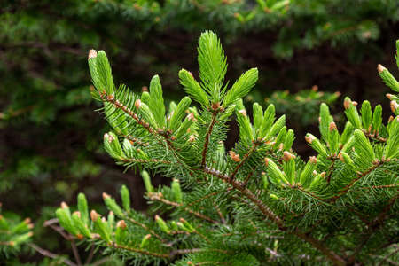 Norway spruce with many spruces in spring.