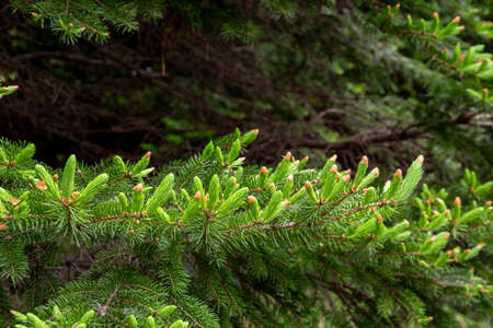 Norway spruce with many spruces in spring.