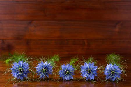 Beautiful Nigella flowers in the garden against the backdrop of wooden boards.の写真素材