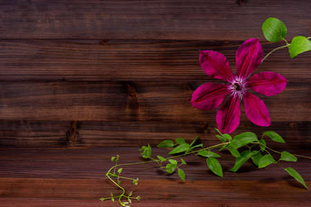 Beautiful red velvet-shaped clematis flowers against a wooden board background.の写真素材
