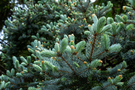Beautiful spruce of picea pungens in spring.