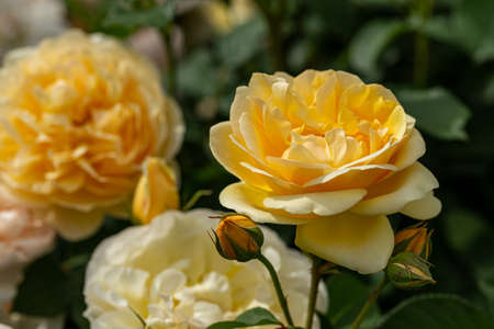Beautiful yellow roses blooming in the rose garden.の写真素材