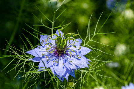 Beautiful nigella flowers in the garden.の写真素材